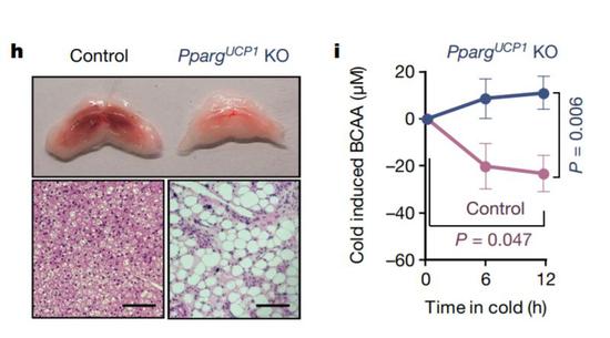 ▲小鼠中，褐色脂肪组织的代谢活性一旦受影响，支链氨基酸水平就无法顺利降低，脂肪细胞也会变得更大（图片来源：参考资料[1]）