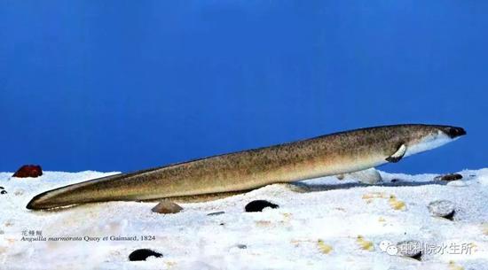 花鳗鲡（图片来源：长江中下游土著和外来鱼类）
