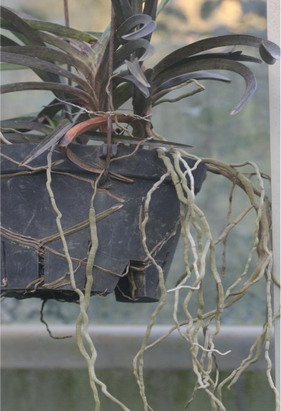 有的植物连根也想喝西北风?|气生根_新浪科技_新浪网