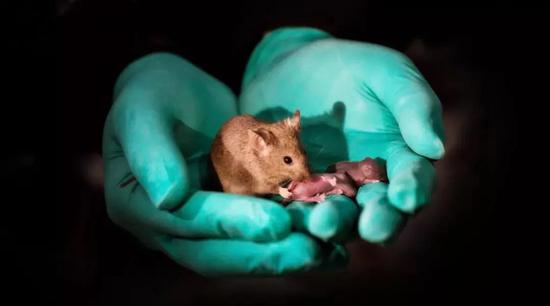 只有母亲，没有父亲的小鼠发育一切正常，自己也成功产下了后代（图片来源：Leyun Wang，中国科学院动物研究所）