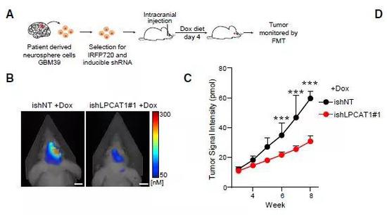 ▲在GBM小鼠模型中，下调LPCAT1后，肿瘤生长受到抑制（图片来源：参考资料[1]）