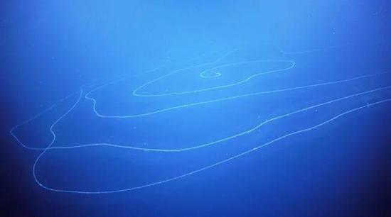 研究发现的管水母。图片来源：施密特海洋研究所