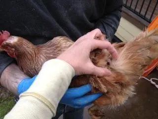 [环球科学]大型养鸡场为何总那么昏暗？那是为了避免可怕的事发生啊环球科学2020-08-18 09:52:240阅