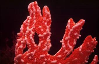 白色的纽扣珊瑚的珊瑚虫寄生在海绵Trikentrion flabelliformis（红色）上。图片来源：John Hooper, QM