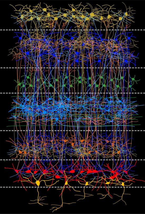 鸟的某些脑区也有神经细胞的分层结构，与哺乳动物大脑皮层类似（Credit：RUB, Biopsychlogy）