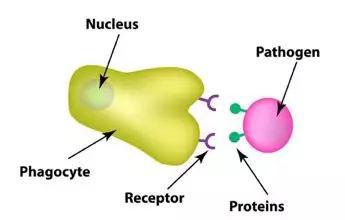 病原体（Pathogen）与受体（Receptor）示意图（图片来源：paixin.com）