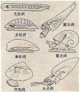 不同贝类的身体构造能够相互对应（图片来源http://www.huodongxing.com/event/2348278267200?layout=EN）