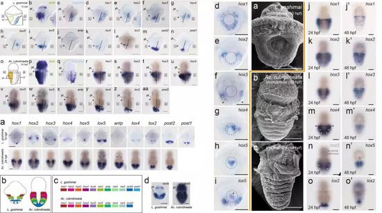 笠贝和石鳖Hox表达模式