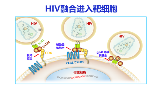 HIV融合进入靶细胞