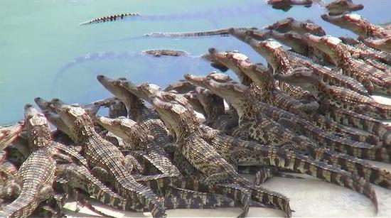 ▲鳄鱼养殖在国内已经非常成熟(图片来自网络)