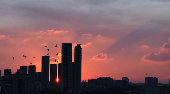 在城市中飞行的鸟，需要更加小心以规避鸟撞。