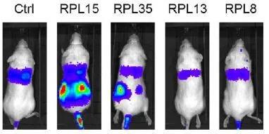▲过量表达核糖体蛋白RPL15的CTC在小鼠体内显著促进转移瘤的形成（图片来源：参考资料[1]）