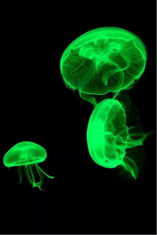 维多利亚多管水母（ 图片来源：https：//blog.microbiologics.com）