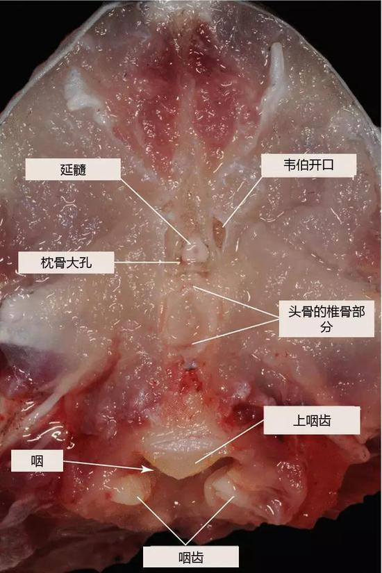 鱼头的内部结构解剖图图片