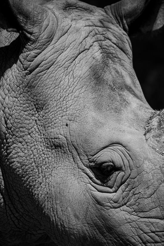 新浪科技综合|生态摄影新浪潮 适马150-600mm F5-6.3 DG DN OS镜头评测