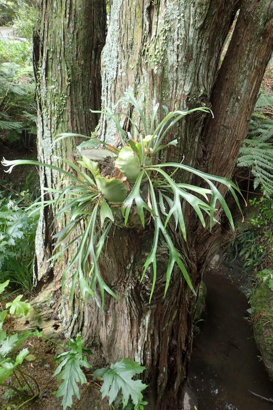 根部的圆形叶子专为公共储存库而形成，储存库底部的植株无生殖能力  图/wikicommon