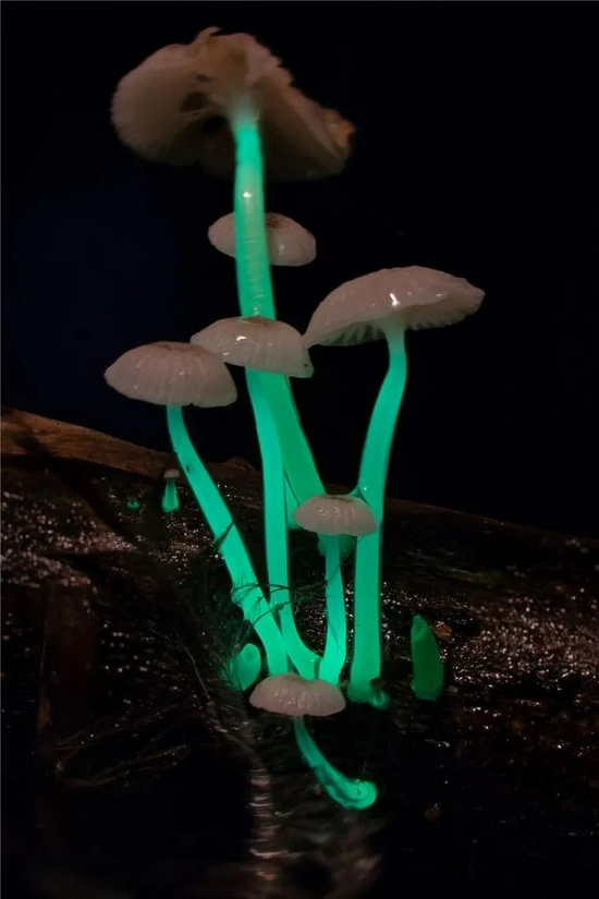 ▲中外科学家联合考察发现的发光真菌(图片来源:中国科学院昆明植物研究所许建初研究组)
