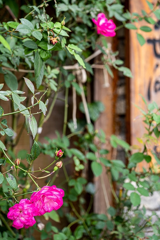 焦距:120mm ISO:125 光圈:F4.5 快门:1/40s