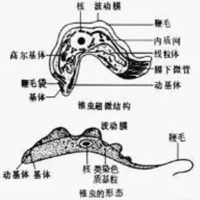 惊!这种能传播"新型艾滋病"的虫子到底咋回事?