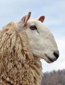 为闪电研究献身的澳大利亚绵羊