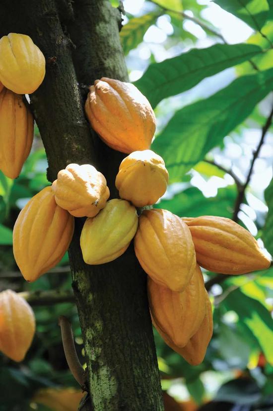 可可树(theobroma cacao)和可可果——巧克力的原材料  