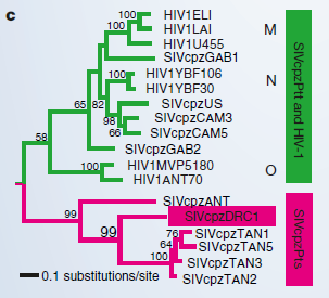 对HIV和SIV毒株的分子系统发生学分析 | Worobey et al。， 2004
