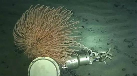 “深海勇士”在南海北部采集珊瑚样品（“深海勇士”号/摄）