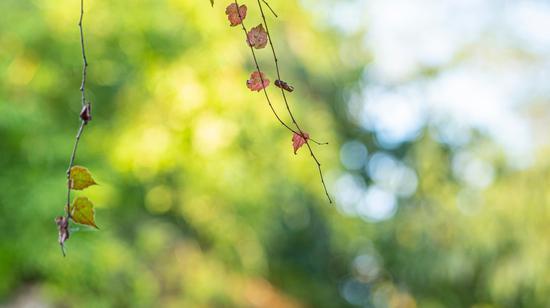 新浪科技综合|四胞胎老大出世 松下LUMIX S 85mm F1.8评测