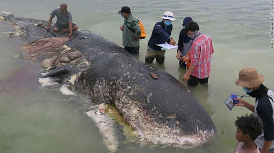 海滩上的死亡鲸鱼 | WWF