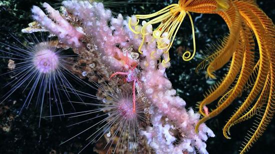 这些深海细菌，能绕过人体免疫系统