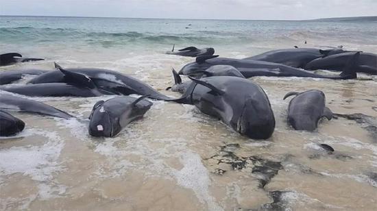 2018年3月，大约有150头领航鲸集体搁浅于澳大利亚的哈梅林湾（Hamelin Bay）。在澳大利亚和新西兰，领航鲸集体搁浅的事件时有发生 