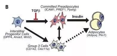 ▲脂肪祖细胞按两条不同的轨迹分化为脂肪细胞（图片来源：参考资料[1]）