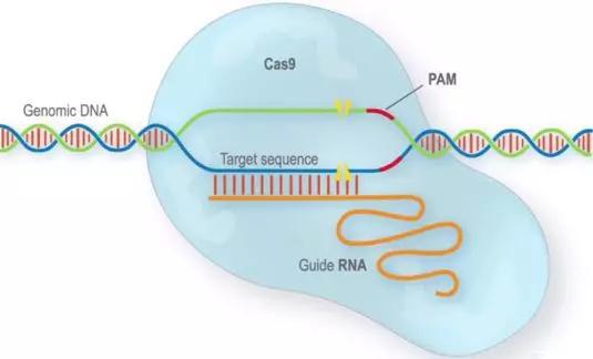 蓝色“大块头”就是Cas9酶，可以“破坏”DNA（图片来源：https：//www.manlitphil.ac.uk）