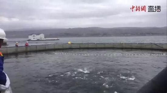 三文鱼寄生虫:“国产三文鱼”这样检测寄生虫!用显微镜吗?