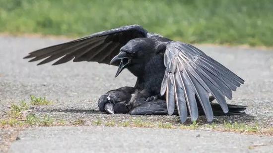 麵臨同類的屍身，烏鴉為什麽會獸性大發？