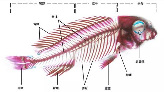 图 3 鲫鱼的骨架（图片来源：Lőw P et al。 ， /Atlas of Animal Anatomy and Histology。 Springer， Cham， 2016： 173-212。）