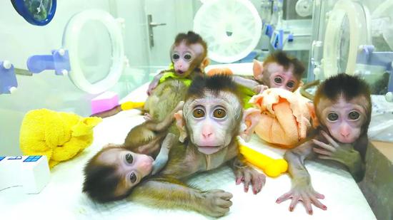 节律紊乱的克隆猴宝宝 中科院神经所供图