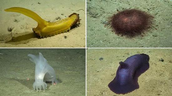 从CCZ深海海底捕集的深海生物。从左上角起顺时针方向：一种被叫做“松鼠橡皮糖”的长尾蝶参（Psychropotes longicauda）、一个海胆和另外两种海参。