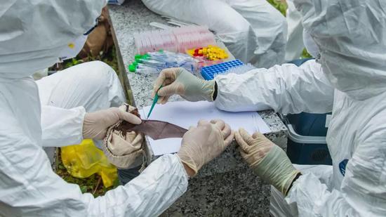 一个研究小组洞穴里蝙蝠的粪便和其他身体样本送到武汉病毒学研究所,以寻找冠状病毒(图源:ECOHEALTH ALLIANCE)