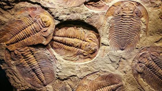 2.52亿年前，二叠纪末的大灭绝时期，三叶虫从化石记录中消失了。来源：Shutterstock