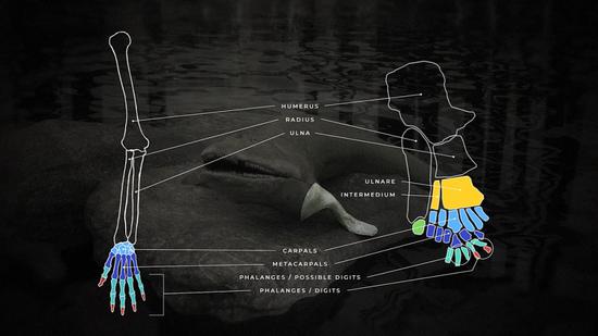 希望螈胸鳍的骨骼与人类上肢骨骼对比，图中红色为确认的指骨（图片来源：John Long）