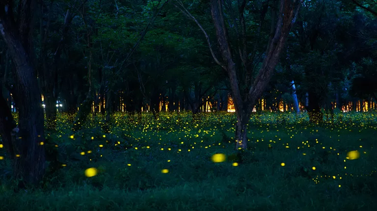 萤火虫真像你想的那么浪漫吗？扒一扒萤火虫的