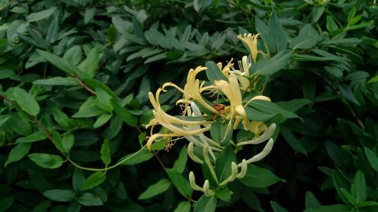 忍冬也就是金银花，在北美等地区是入侵物种。图片来源：Wikipedia