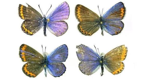 不同颜色的半雌半雄蝴蝶 | Josh Jahner