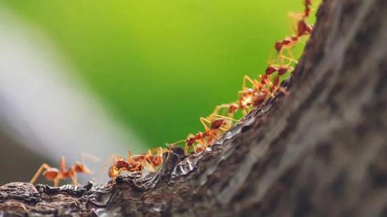 真社会性昆虫：蚂蚁 | Pixabay