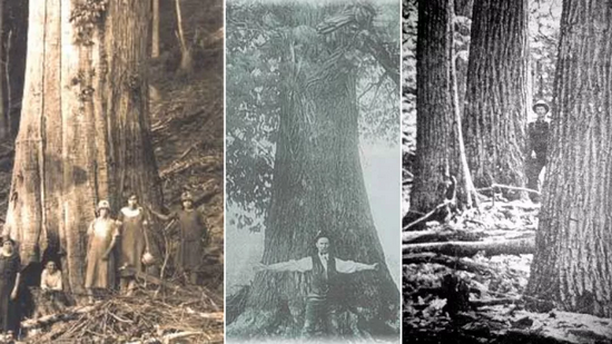 美洲栗曾被称为东部红杉，因为它们长得十分高大。图片来源：Thomas Klak