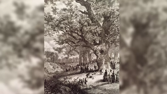 19世纪末前的美洲风景画里常出现美洲栗。1878年，J.W。 Lauderbach 绘制的版画“Gathering Chestnuts”中的树木就是美洲栗。图片来源：UNE