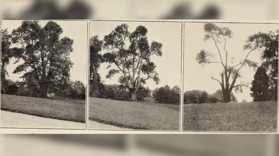 1909年、1910年和1911年，宾夕法尼亚州一棵感染了栗疫病的美洲栗的衰亡过程。图片来源：Library of Congress