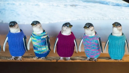 为了防止企鹅被冻死，全世界都开始给它们织毛衣了