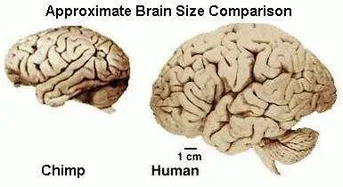 黑猩猩大脑 vs人类大脑